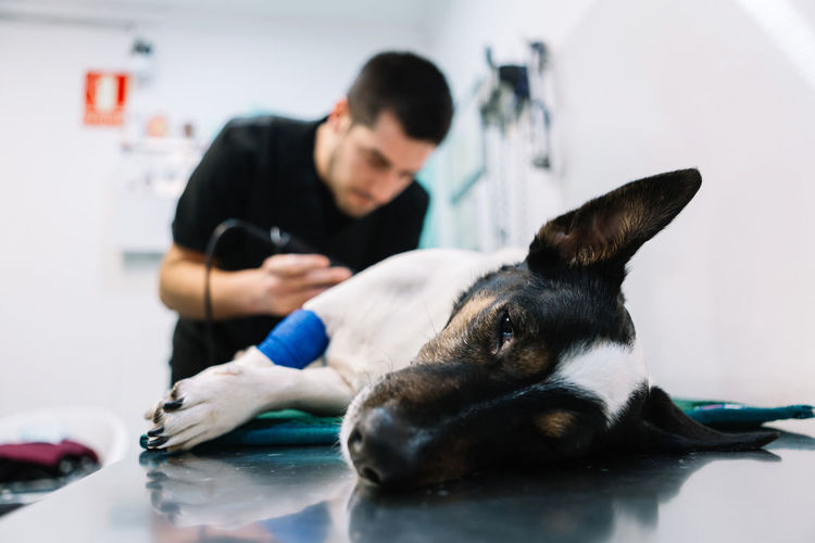 Male vet doctor trimming fur from paw of dog for operation in veterinary clinic