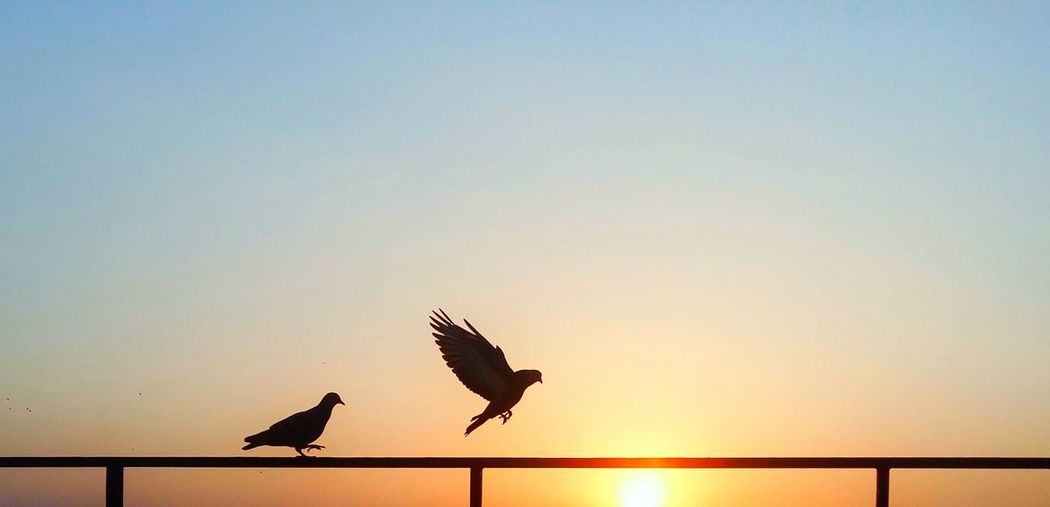Silhouette pigeons on railing against sky during sunset 