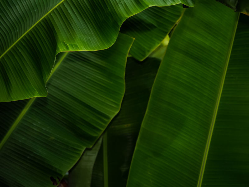 Page 5 of Banana Leaves pictures | Curated Photography on EyeEm