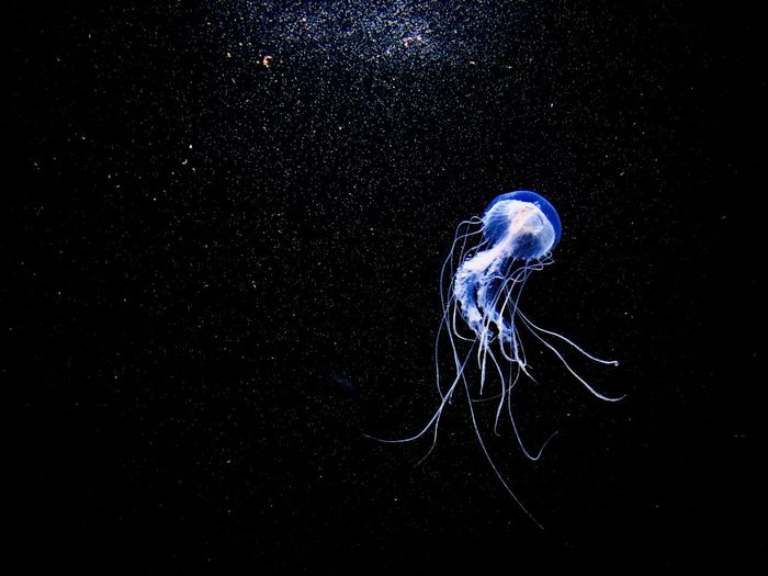 Close-up of jellyfish