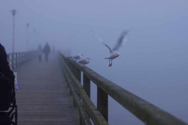 Seagulls flying over pier against sky