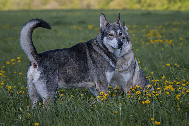 Wolfdogs on grassy field