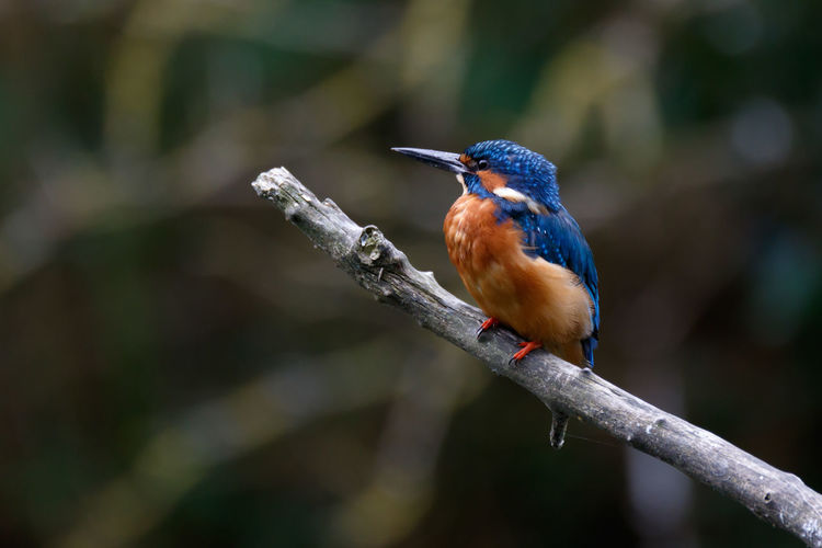 Close-up of kingfisher perching on stick