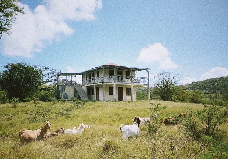 View of goats on grassy field against sky