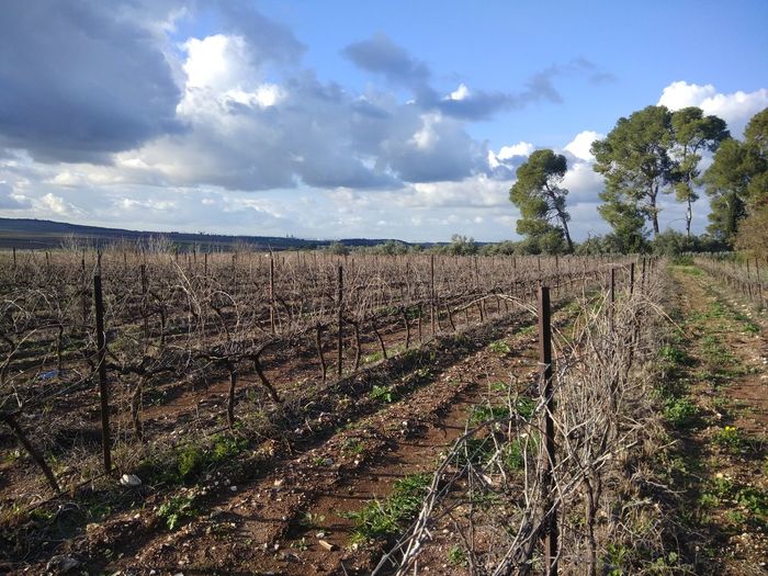 Scenic view of vineyard against sky