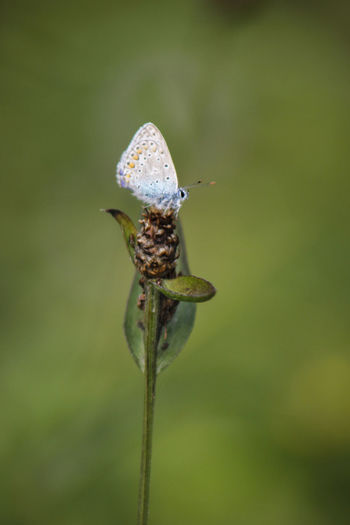 Close-up of a flower