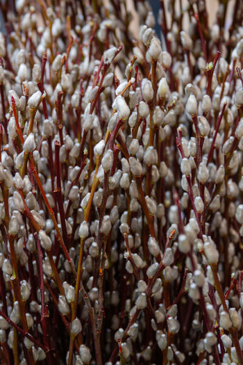 Full frame shot of white flowers