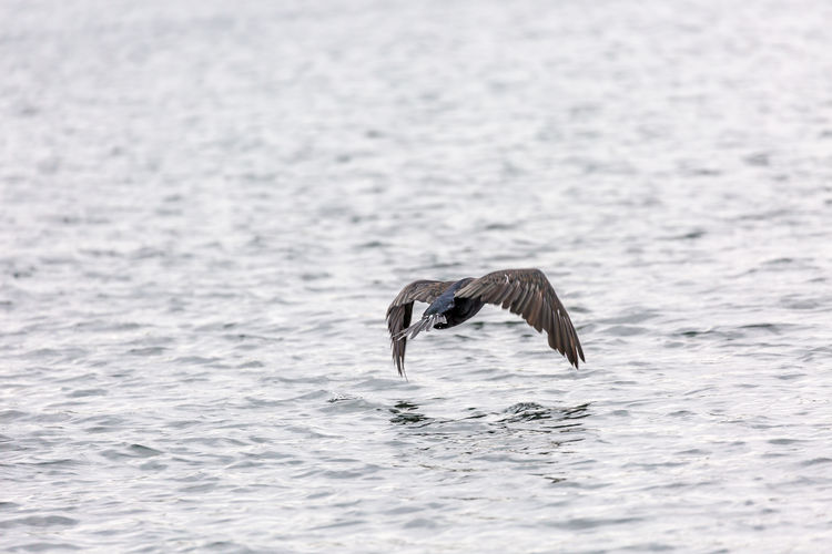Cormorant  fly on lake