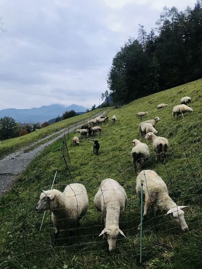 Sheep grazing in a field, feldkirch, austria 