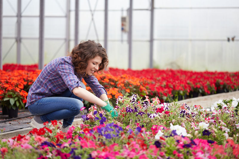 Woman holding flower pot at greenhouse