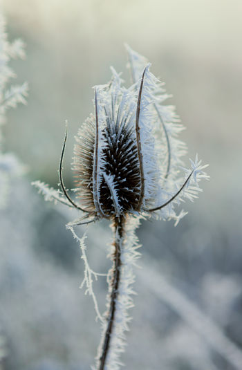 Close-up of dried plant