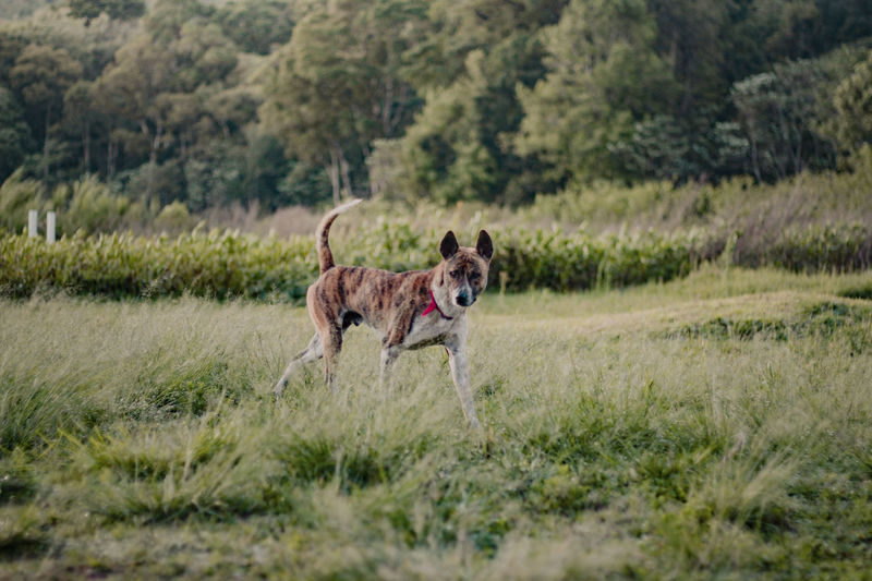 Portrait of dogs running on grass