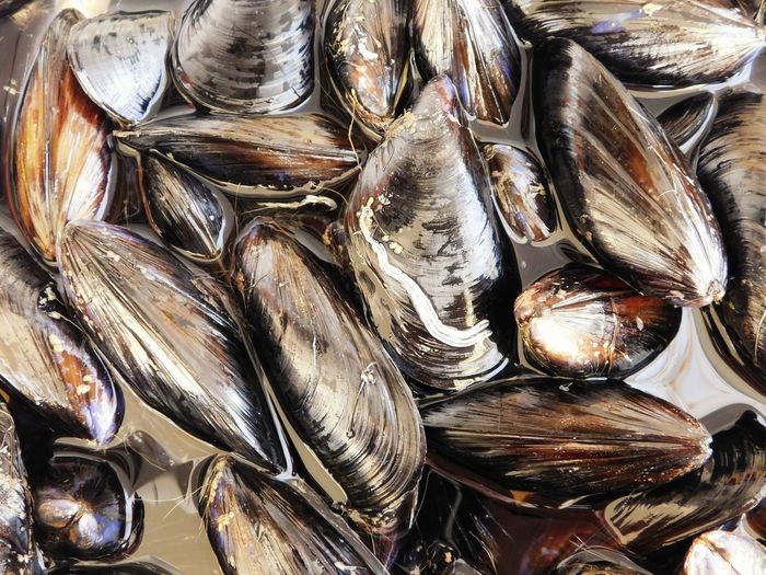 Close-up of mussels for sale at fish market