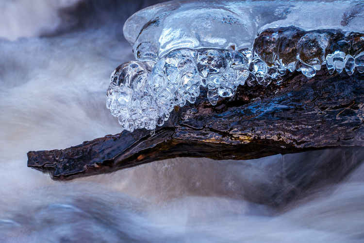 Ice formation on a branch