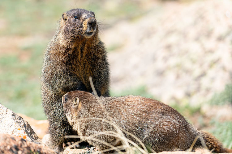 Marmots on field