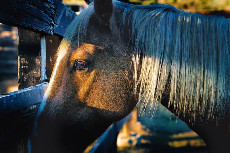 Close-up of horse by fence