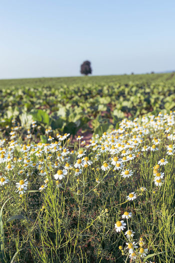 View of flowering plants on field against sky