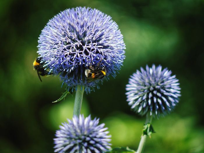 Close-up of bee on purple flower