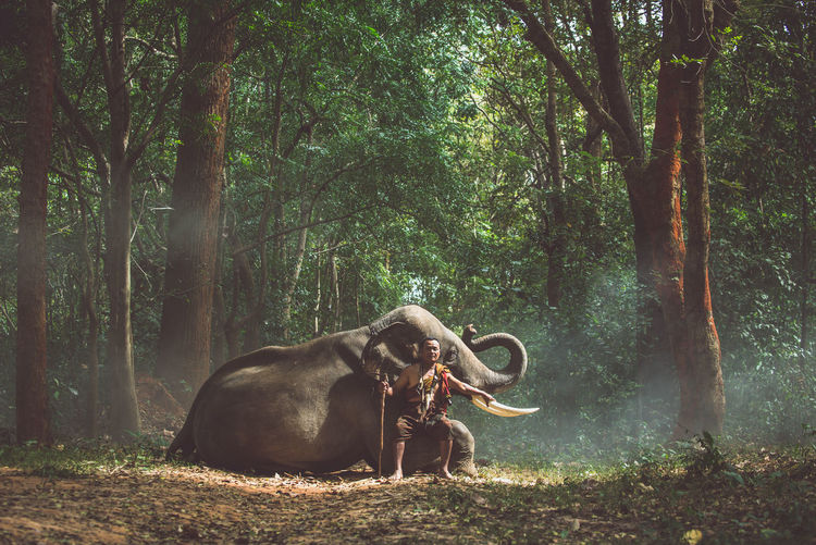Full length of man sitting by elephant in forest