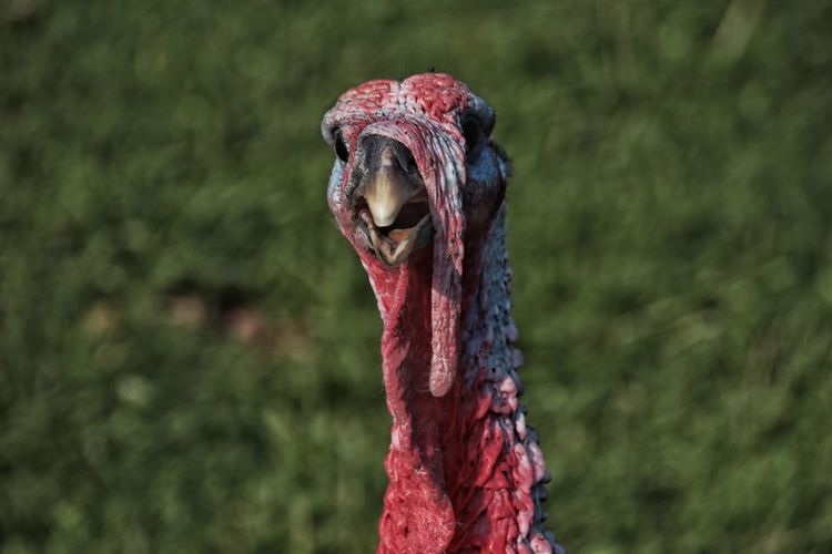 Close-up of a bird