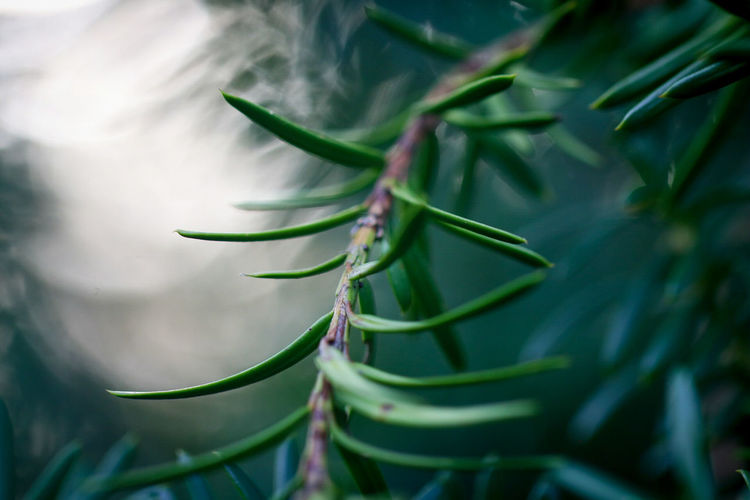 Close-up of pine tree growing outdoors
