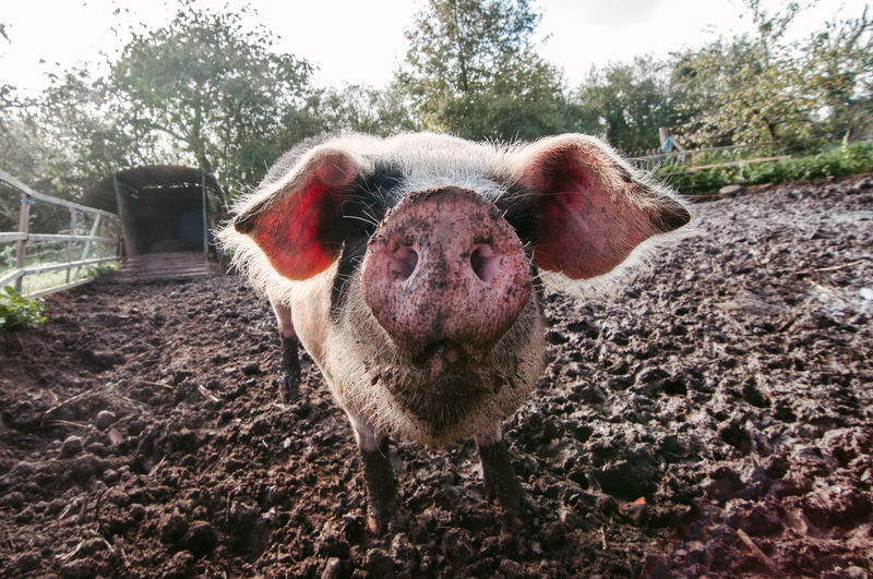 Portrait of pig in a field