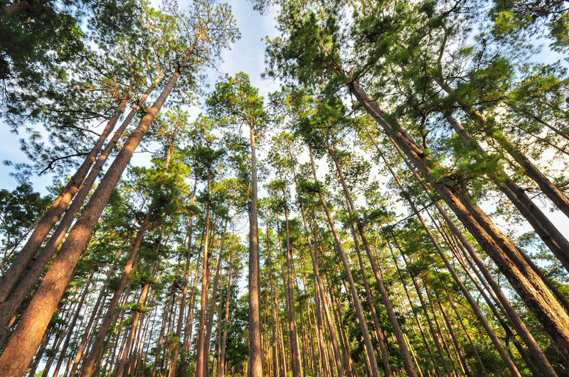 Low angle view of trees in forest against sky