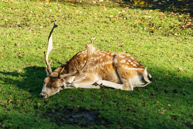 Deer relaxing on grassy field