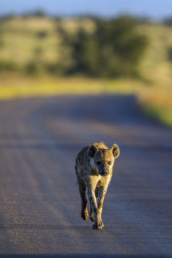 Hyena on road at national park