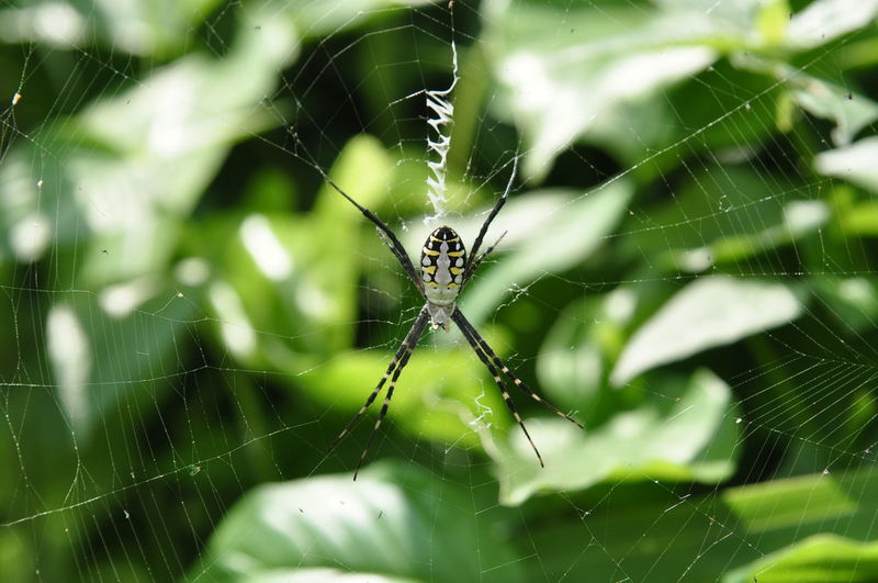 Close-up of spider on web