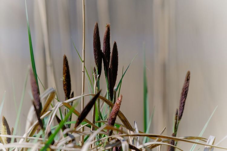 Close-up of plants growing on field