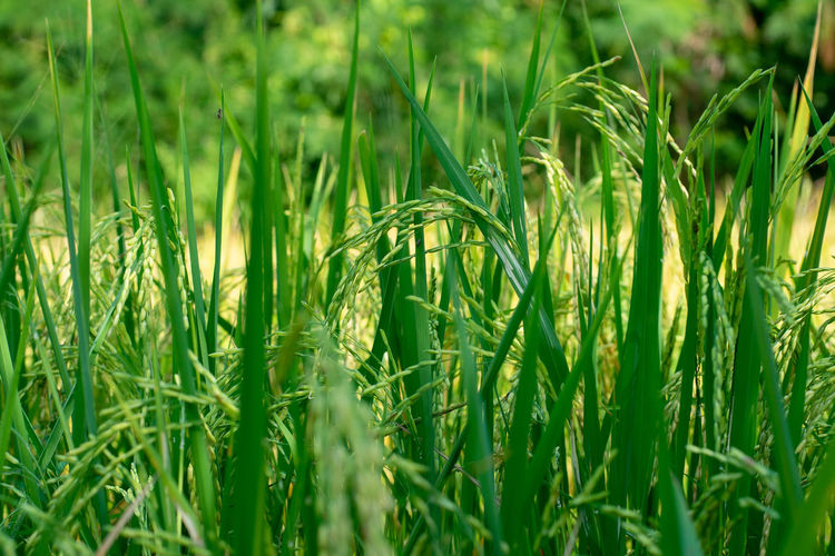 Close-up of rice growing on field