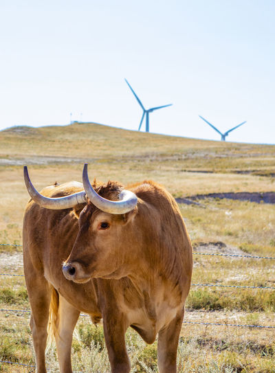 Wind turbines in field against blue sky with cattle