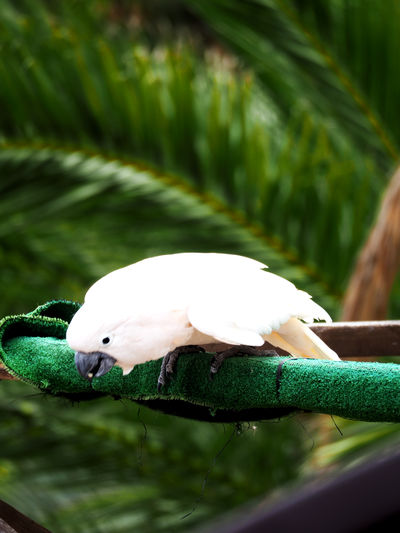 Close-up of parrot perching on leaf