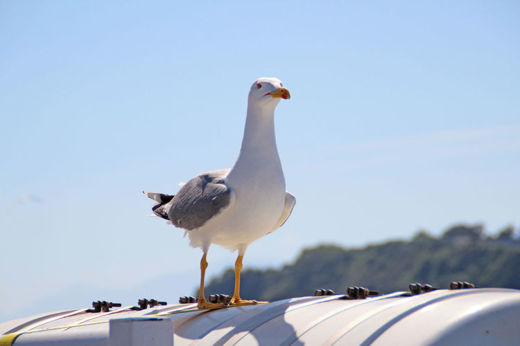 Close-up of seagull perching on ship