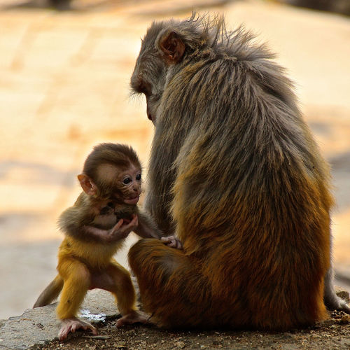 Close-up of monkey family sitting on rock