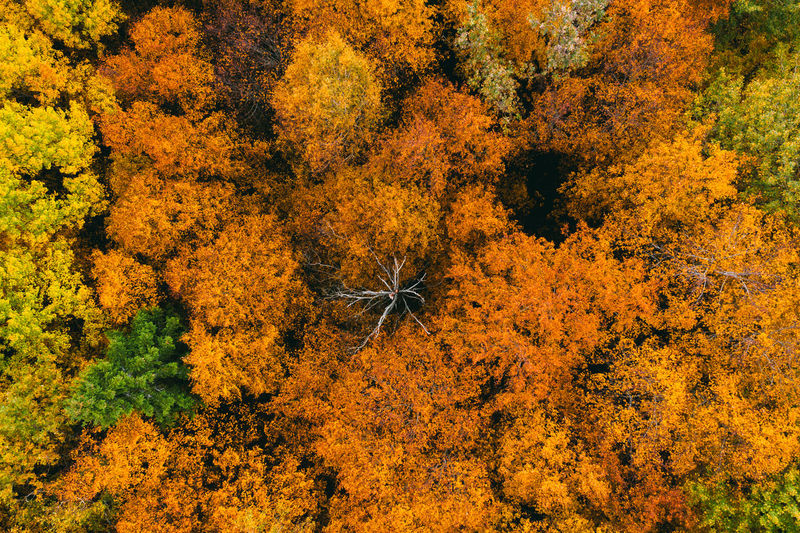 Aerial view of forest during autumn