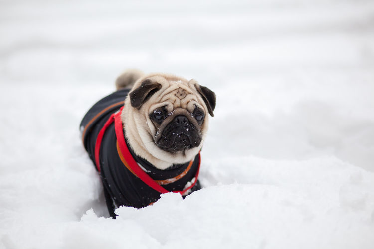 Pug dog on snow covered field