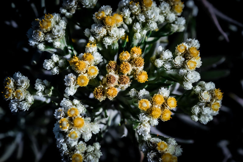 Close-up of yellow edelweiss