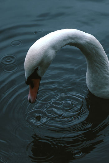 Lonely white swan floating in the dark water of the pond in summer