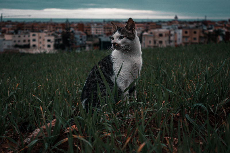 A pet cat sitting in green grass in nature in a beautiful view