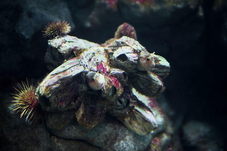 Close-up of camouflage stonefish