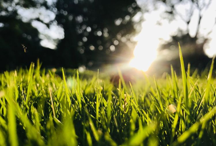 Surface level of grassy field against bright sun