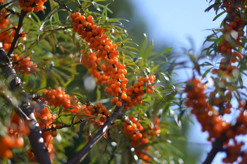 Low angle view of berries on tree