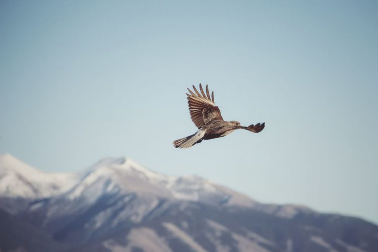 Low angle view of bird flying against clear sky