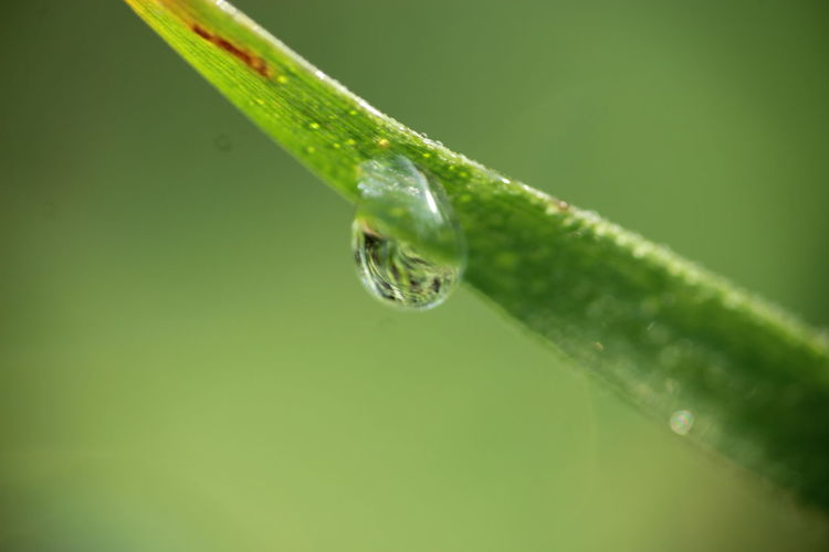 Close-up of water drops on leaf