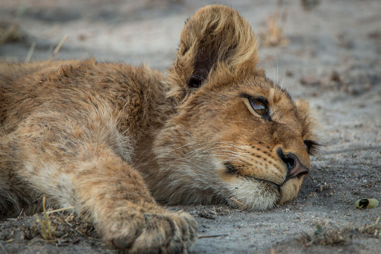 Close-up of lion cub relaxing outdoors