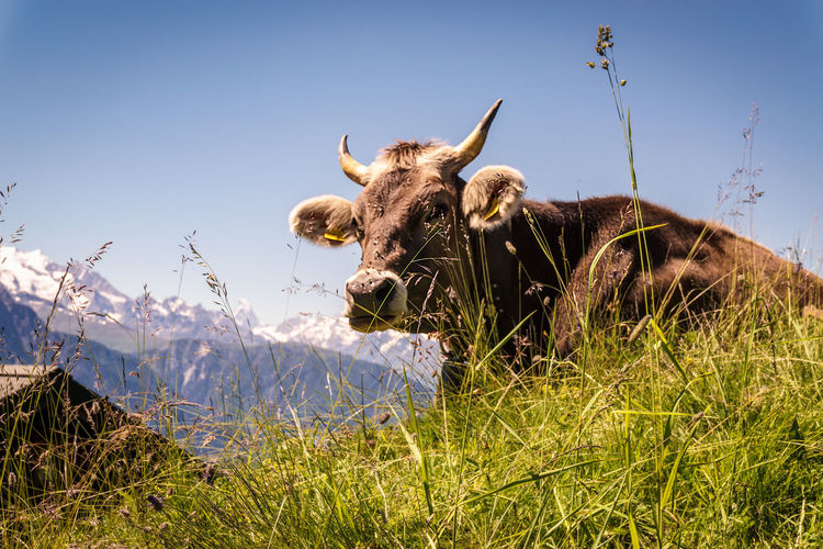 View of a cow on grass