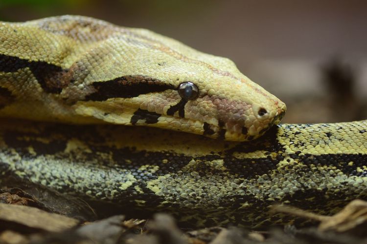 Extreme close-up of snake