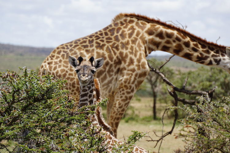 Giraffe calf looking into the camera 